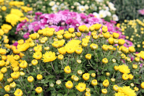 菊花,花簇,花头
