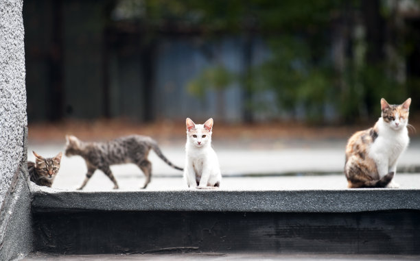 stray