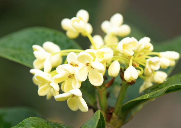 osmanthus