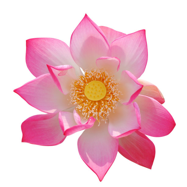 美,禅宗,灵性
