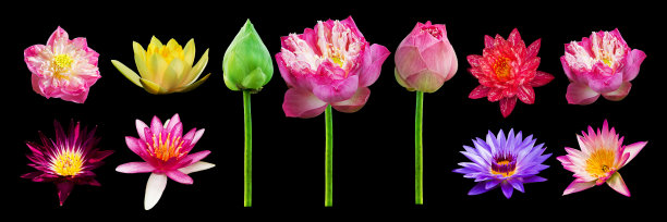 精美紫色绿色圆形花纹图案