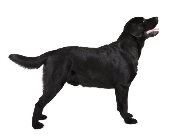 labrador