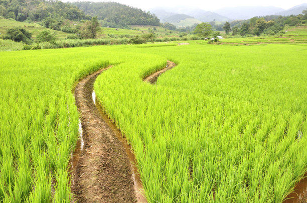 泰国,山谷,山