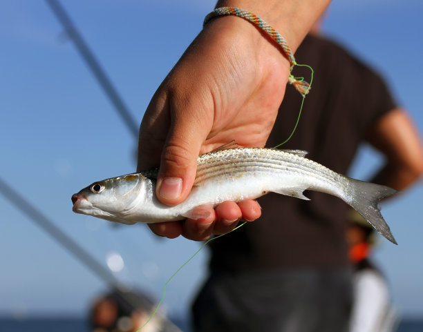rockfish