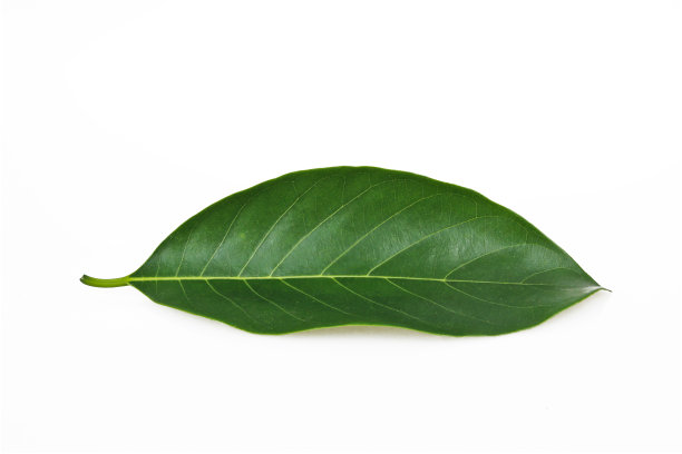 叶脉,嫩枝,叶子