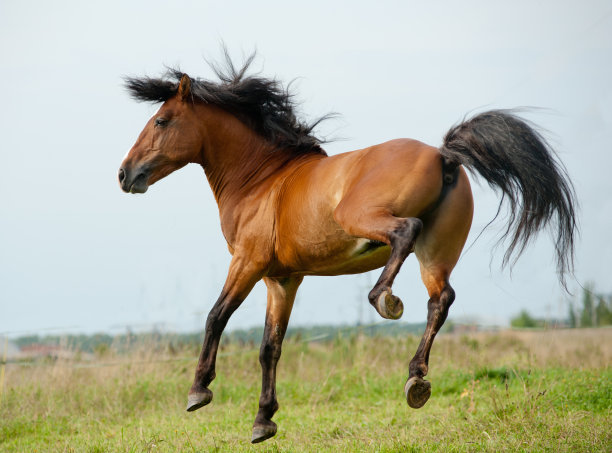mustang