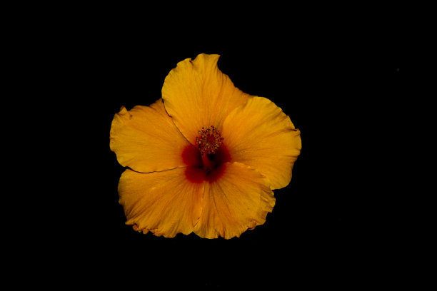仅一朵花,花,玫瑰