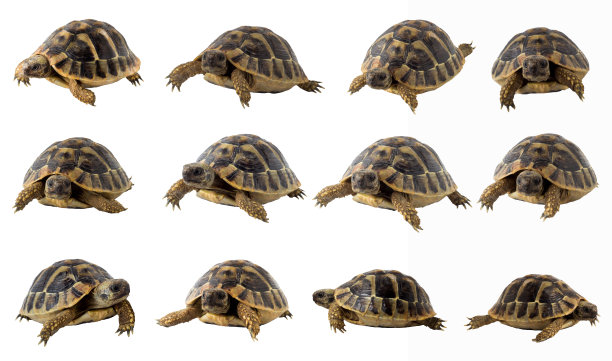 turtle