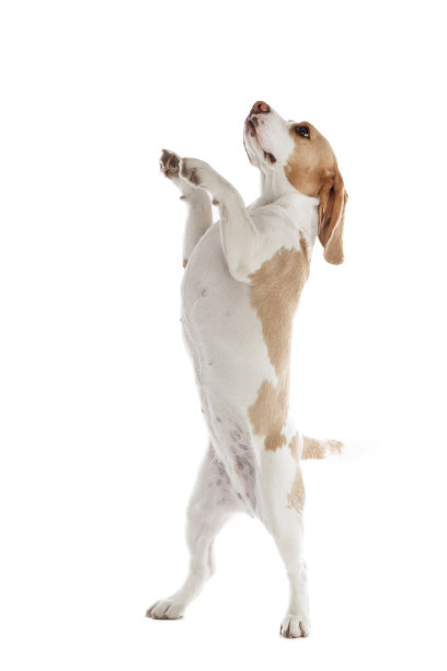 leaping