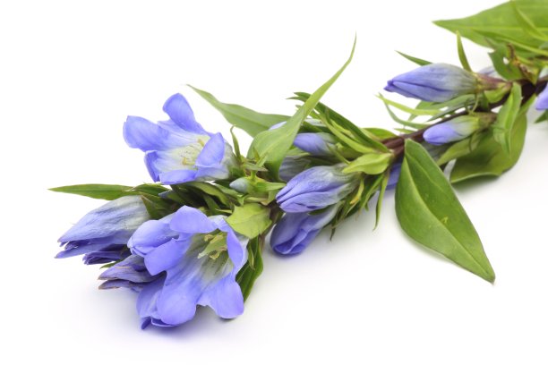 gentian