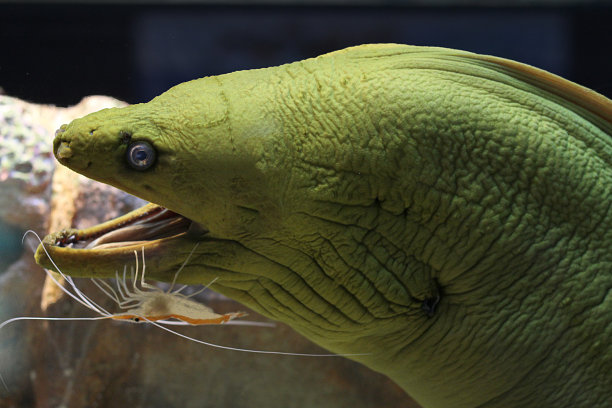 moray