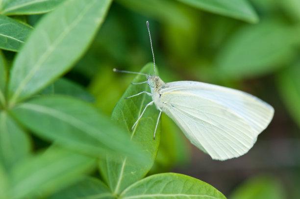 pieris