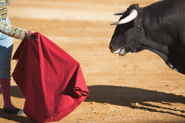 bull