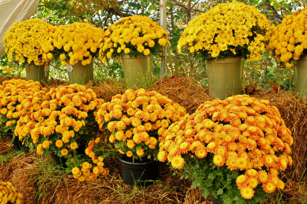 菊花,花簇,叶子