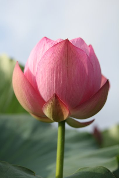 睡莲,荷花,仅一朵花