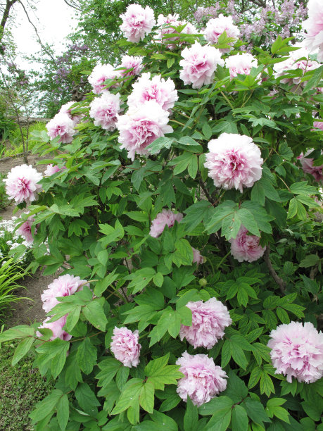 仅一朵花,花头,花簇