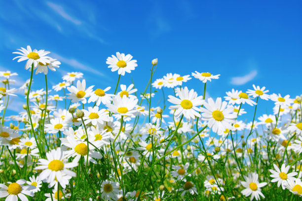 daisy