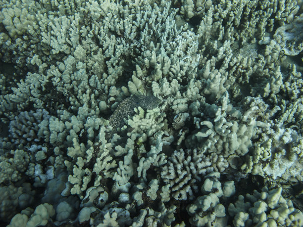 moray