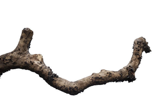 branch