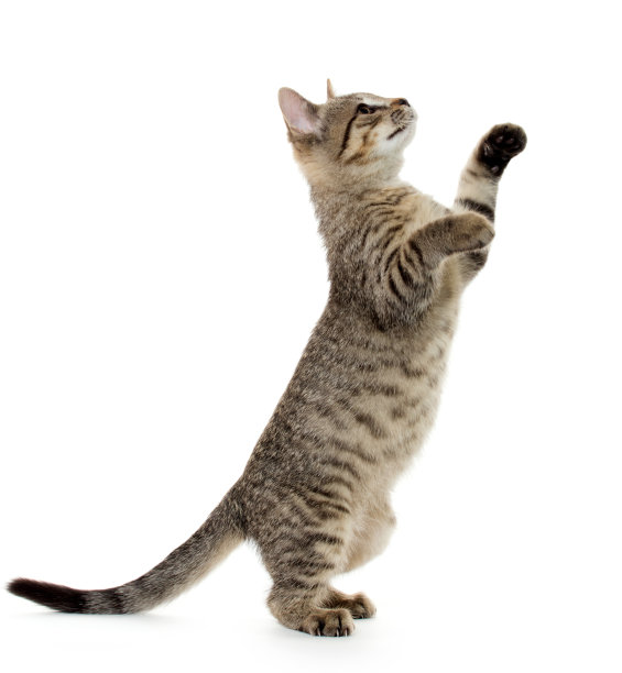 leaping