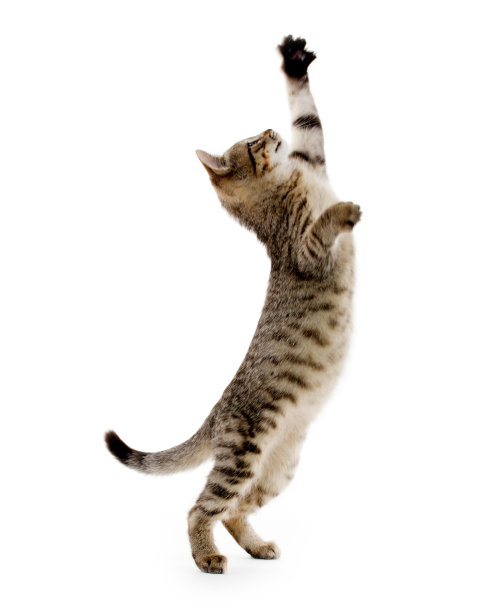 outstretched