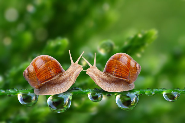 snail