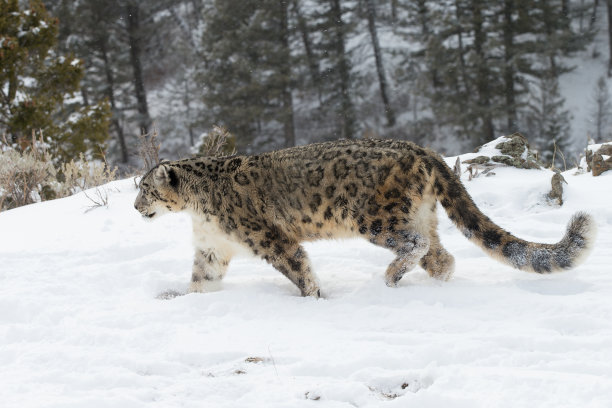 雪豹野性