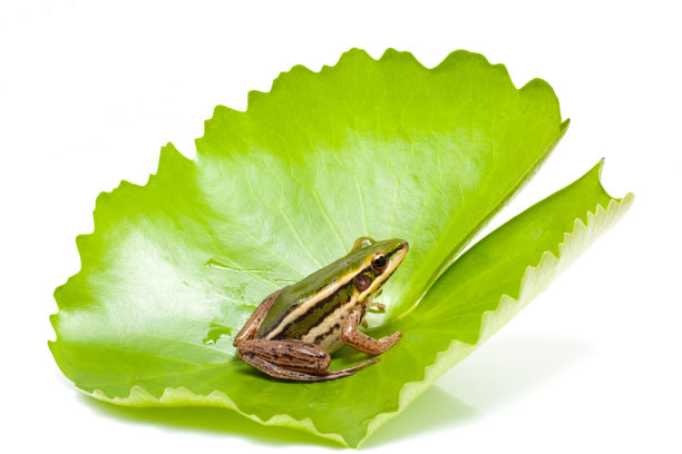 frog