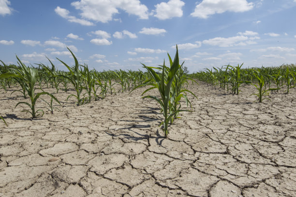 drought