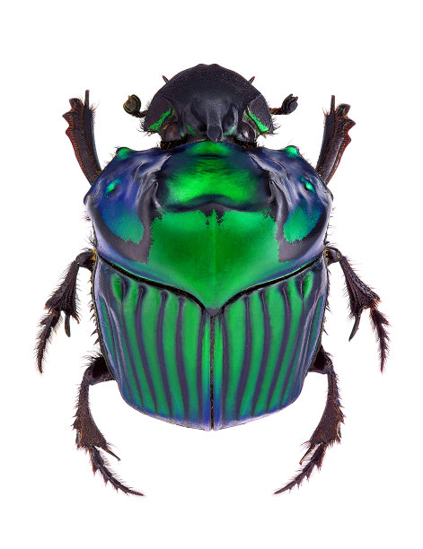 beetles