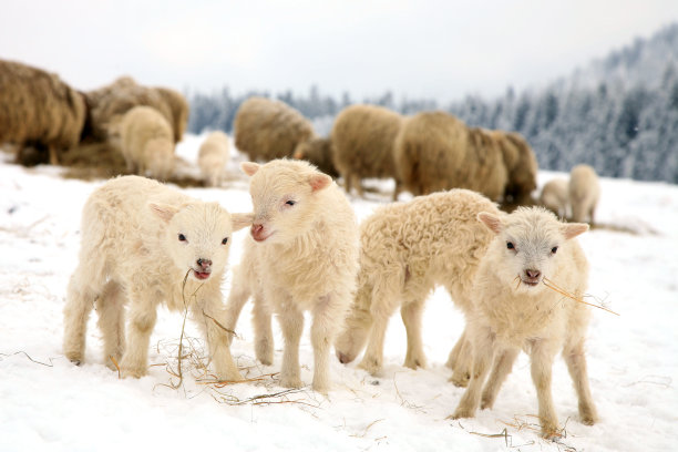 冬季喂养羊群