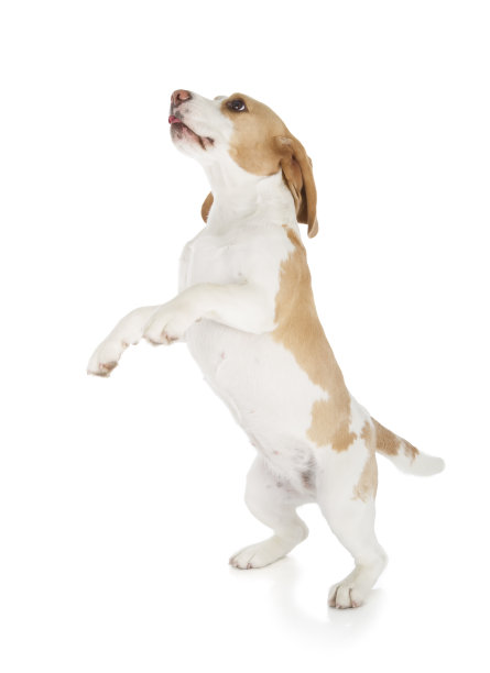 leaping