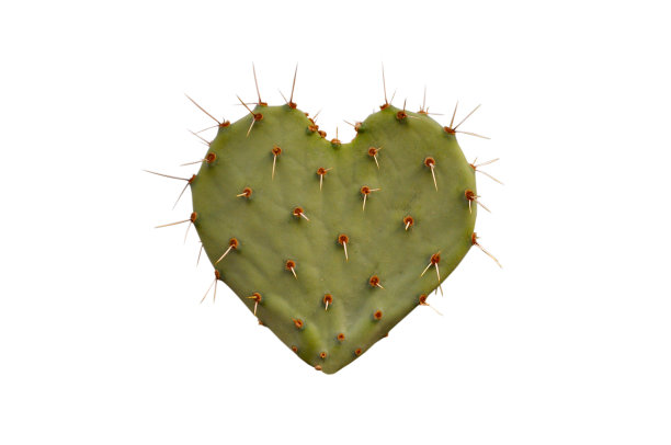 cacti