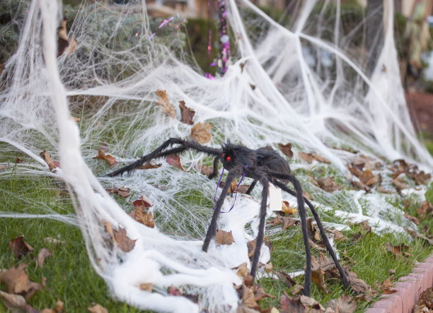 araneae