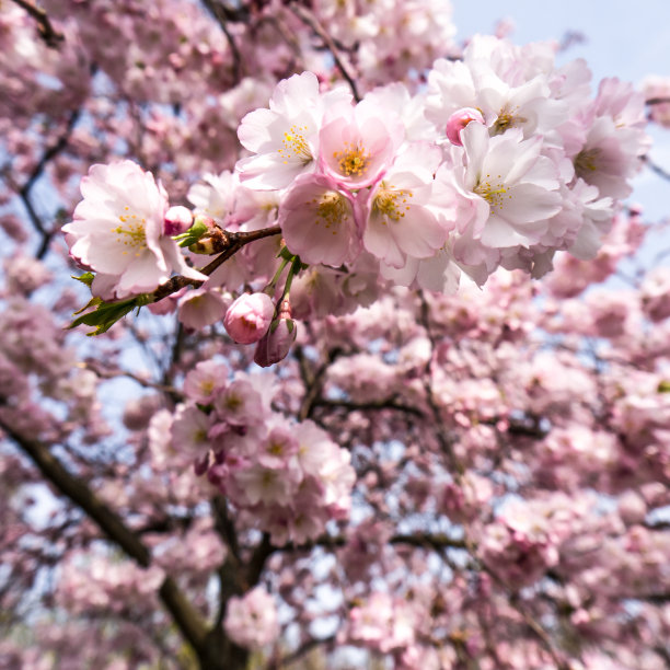 花簇,春天,枝