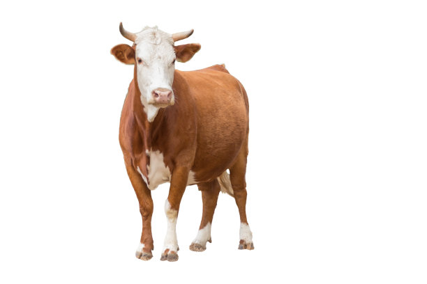 cattle