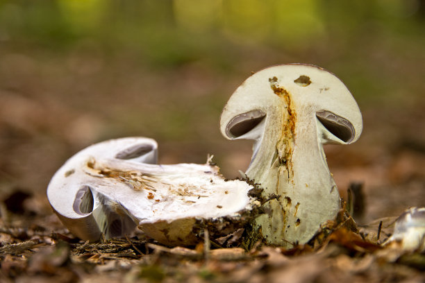 cortinarius