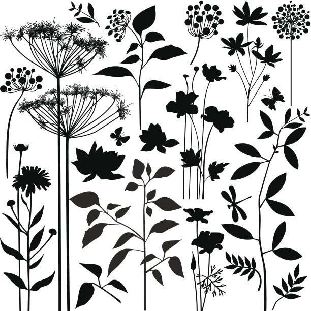 中草药菊花插画