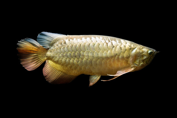 arowana