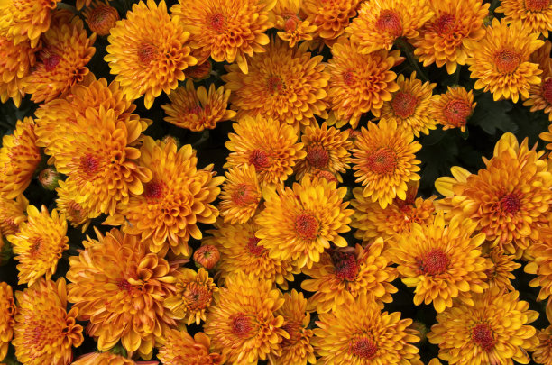 菊花,花,色彩鲜艳