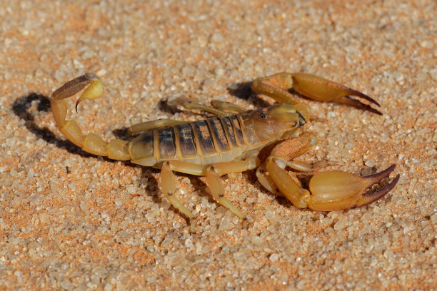 scorpio