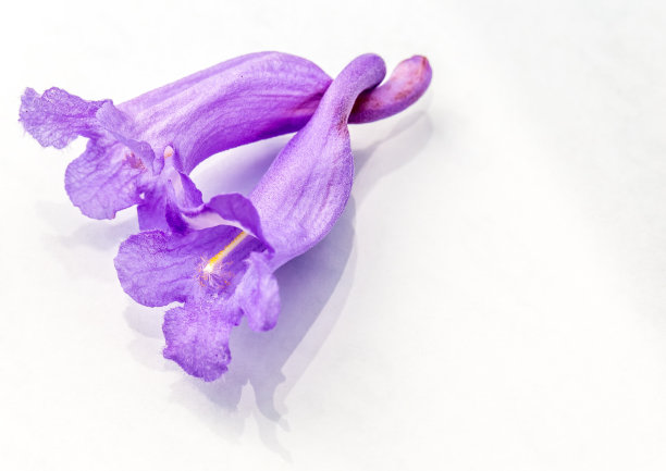 jacaranda