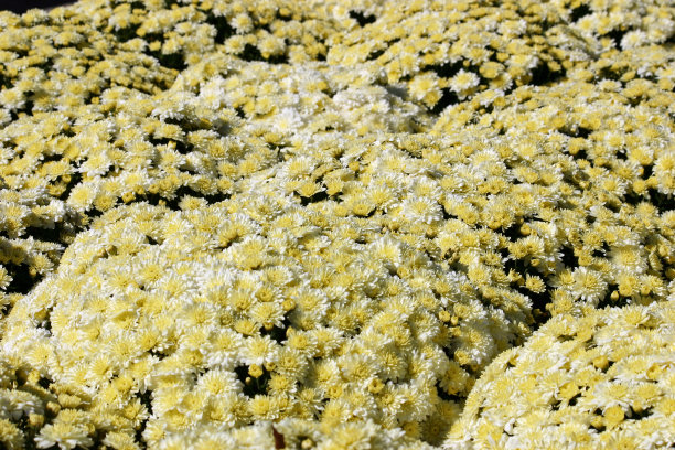 菊花,花簇,花