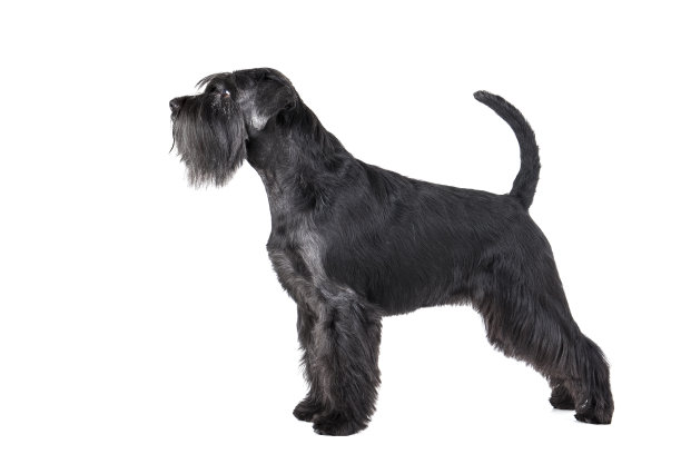 schnauzer