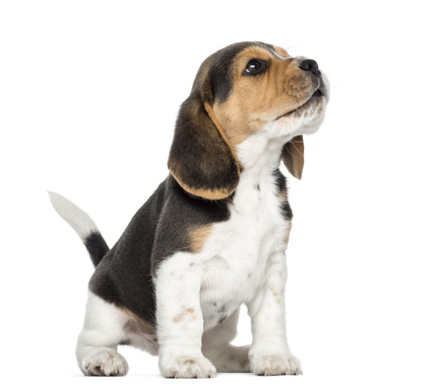 puppy