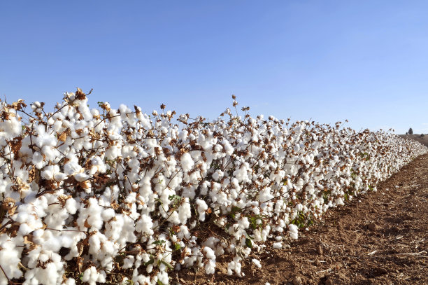 cotton