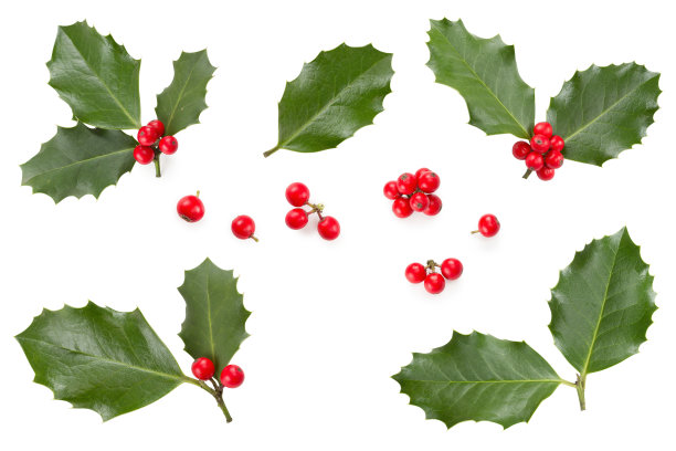 holly