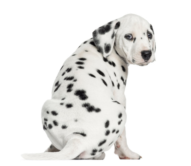 dalmatian