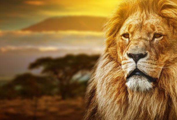 lions