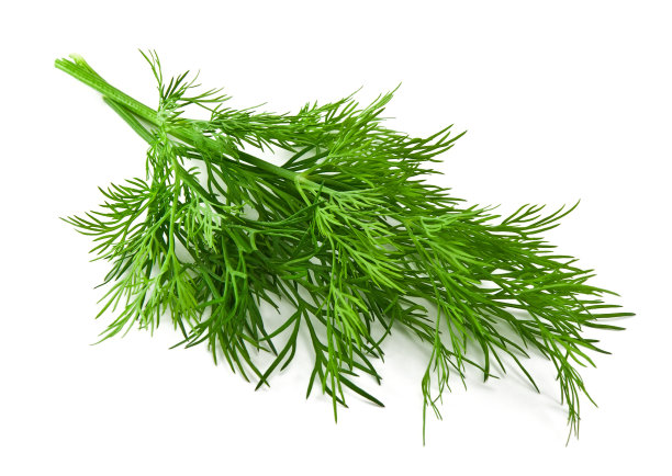 fennel